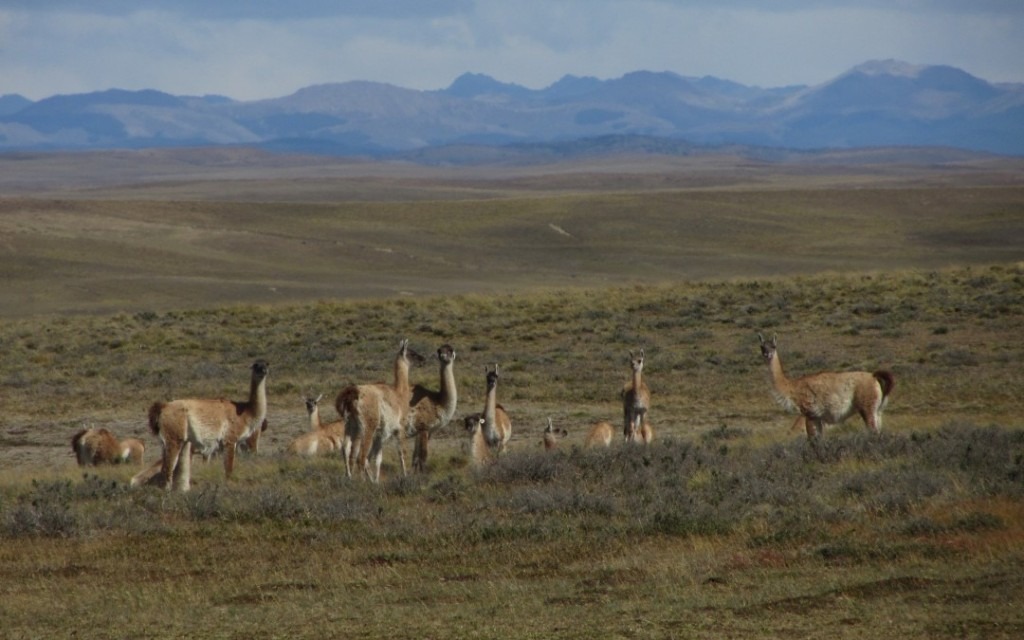 troupeau de guanacos lama guanicoe lors d'une expedition en terre de feu argentine