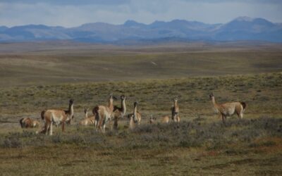 La Grande Île de Terre de Feu
