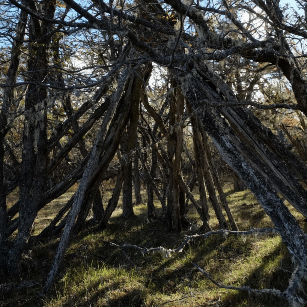 hain selknam peuples fuégiens patagons patagonie expedition recherches scientifiques patagonie terre de feu ushuaia