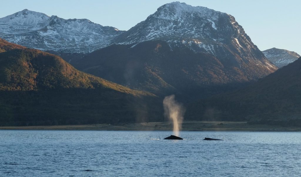 Où se trouve le cap Horn? Localisation et caractéristiques d'un point géographique mythique 5 faune cap horn baleine canal beagle patagonie expedition