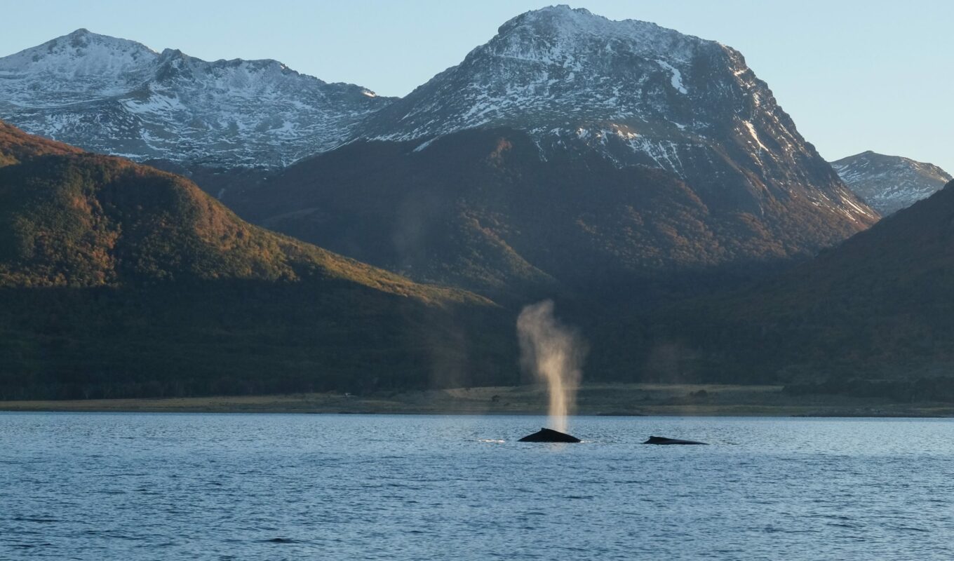 faune cap horn baleine canal beagle patagonie expedition