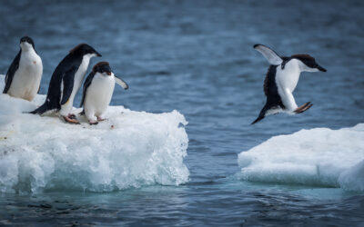 Envie d’en savoir plus sur l’Antarctique ?