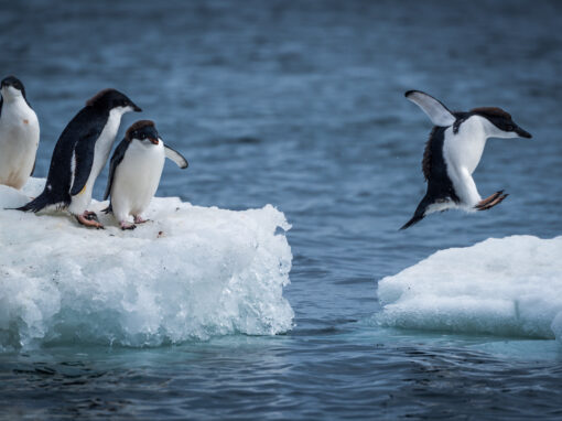 Envie d’en savoir plus sur l’Antarctique ?