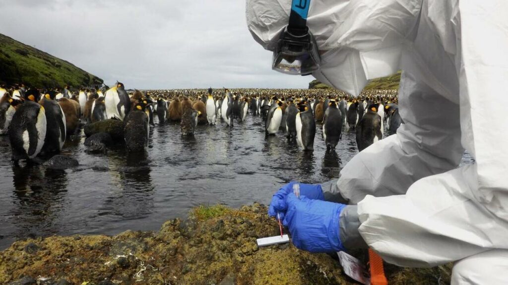 mammifères et oiseaux marinsdes terres australes et antarctiques françaises TAAF
