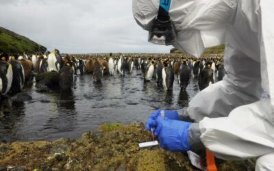 Dans les terres australes, une grippe décime les mammifères et oiseaux marins (Ouest France, 10/12/2024)