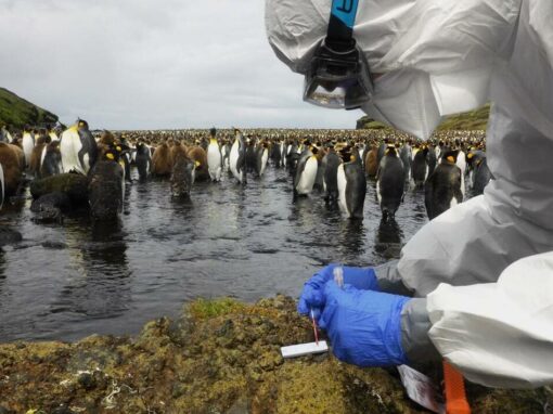 Dans les terres australes, une grippe décime les mammifères et oiseaux marins (Ouest France, 10/12/2024)