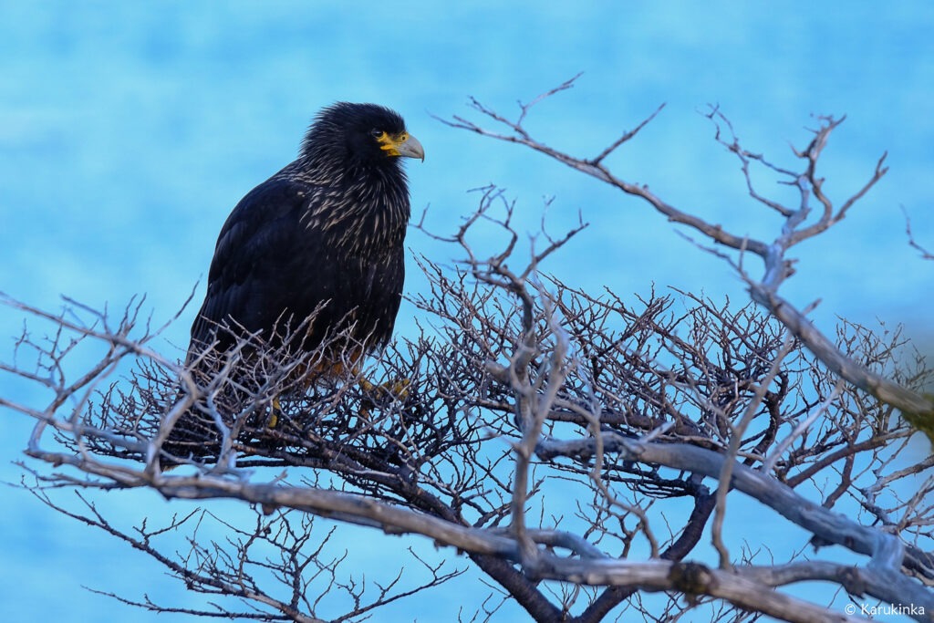 carancho negro rapace île herschel cap horn patagonie chili