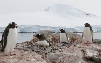 Nuevas especies y posibles extinciones: el impacto del cambio climático en biodiversidad antártica (DICYT, 28/01/2020)