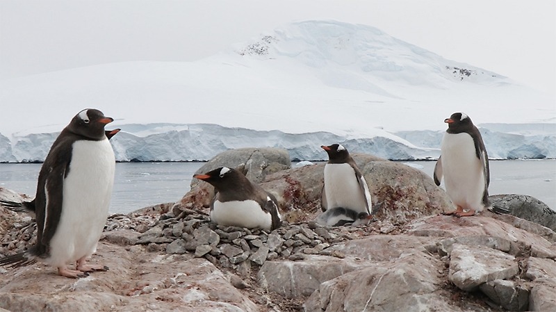Nuevas especies y posibles extinciones: el impacto del cambio climático en biodiversidad antártica (DICYT, 28/01/2020)