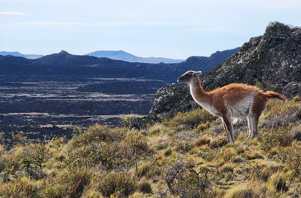 ¿CUÁL ES EL HISTORIAL DEL GIGANTE FRANCÉS [Total Eren] QUE QUIERE EXPORTAR AMONÍACO DESDE LA PATAGONIA? (Polar Comunicaciones, 10/05/2025)