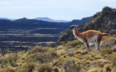 ¿CUÁL ES EL HISTORIAL DEL GIGANTE FRANCÉS [Total Eren] QUE QUIERE EXPORTAR AMONÍACO DESDE LA PATAGONIA? (Polar Comunicaciones, 10/05/2025)