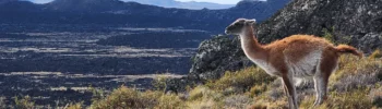 un guanaco en Patagonie