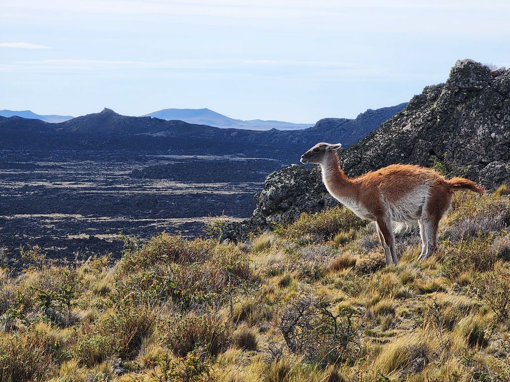 Guanacos en Pali Aike (Foto Luna Pérez)
