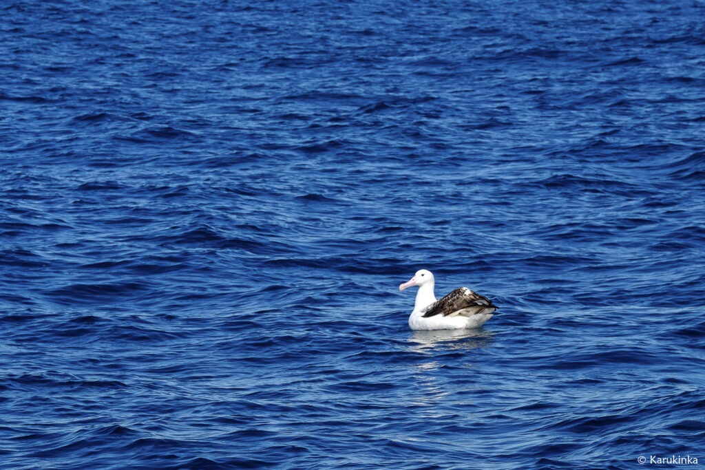 albatros atlantique sud naviguer en patagonie en voilier stage hauturier stage croisiere voilier habitable