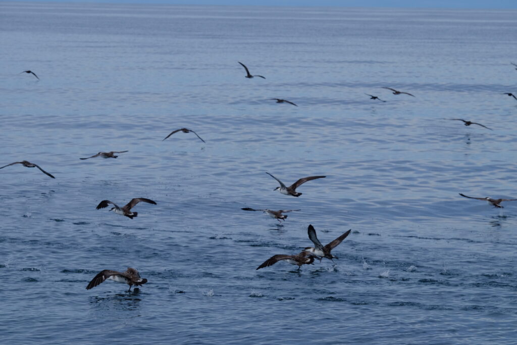oiseaux atlantique sud ile de terre de feu cinquantiemes hurlants rio grande patagonie argentine