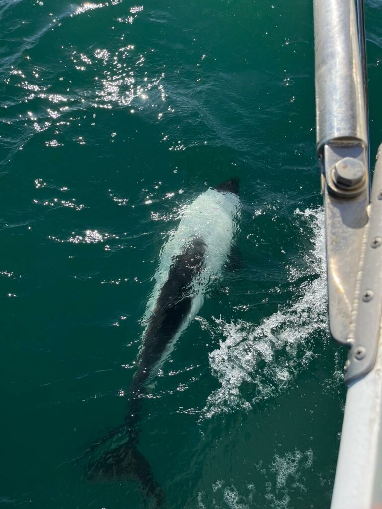 dauphin de commerson patagonie voilier atlantique sud