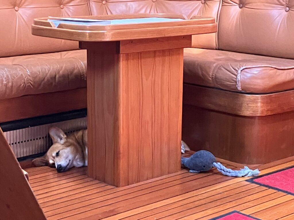 toupie corgi sailor chien navigateur welsh corgi pembroke aventurier mascotte club de voile