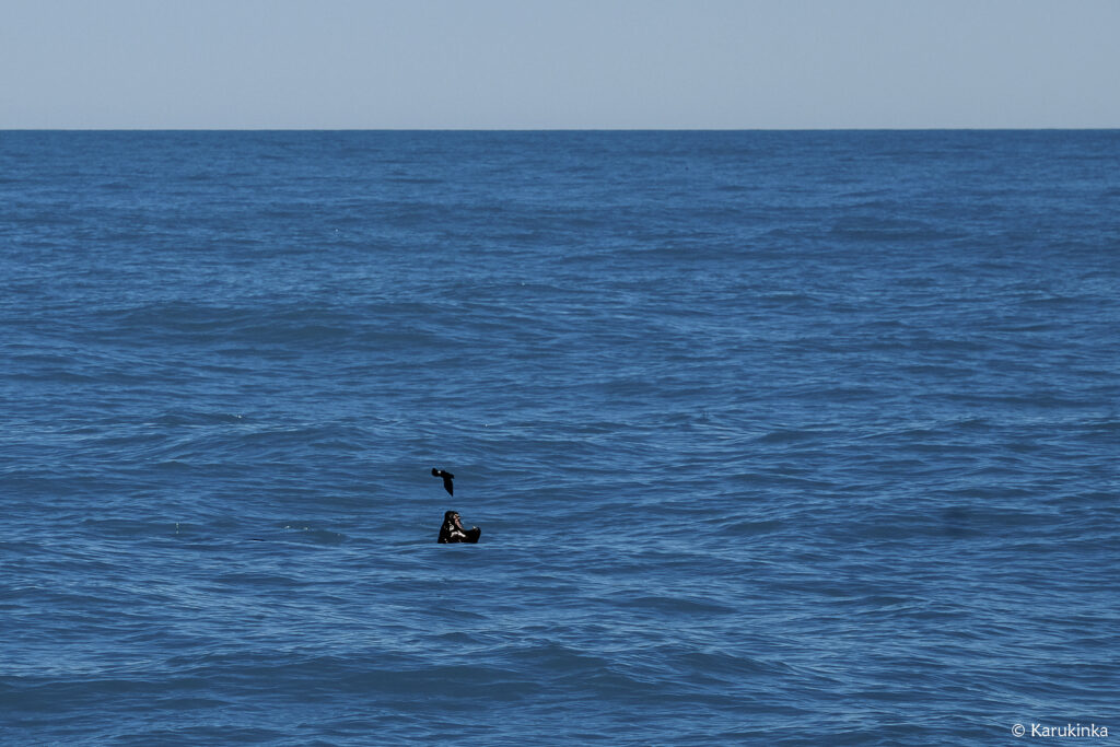 lion de mer atlantique sud oceanite croisiere patagonie en voilier navigation hauturiere naviguer dans les cinquantiemes hurlants