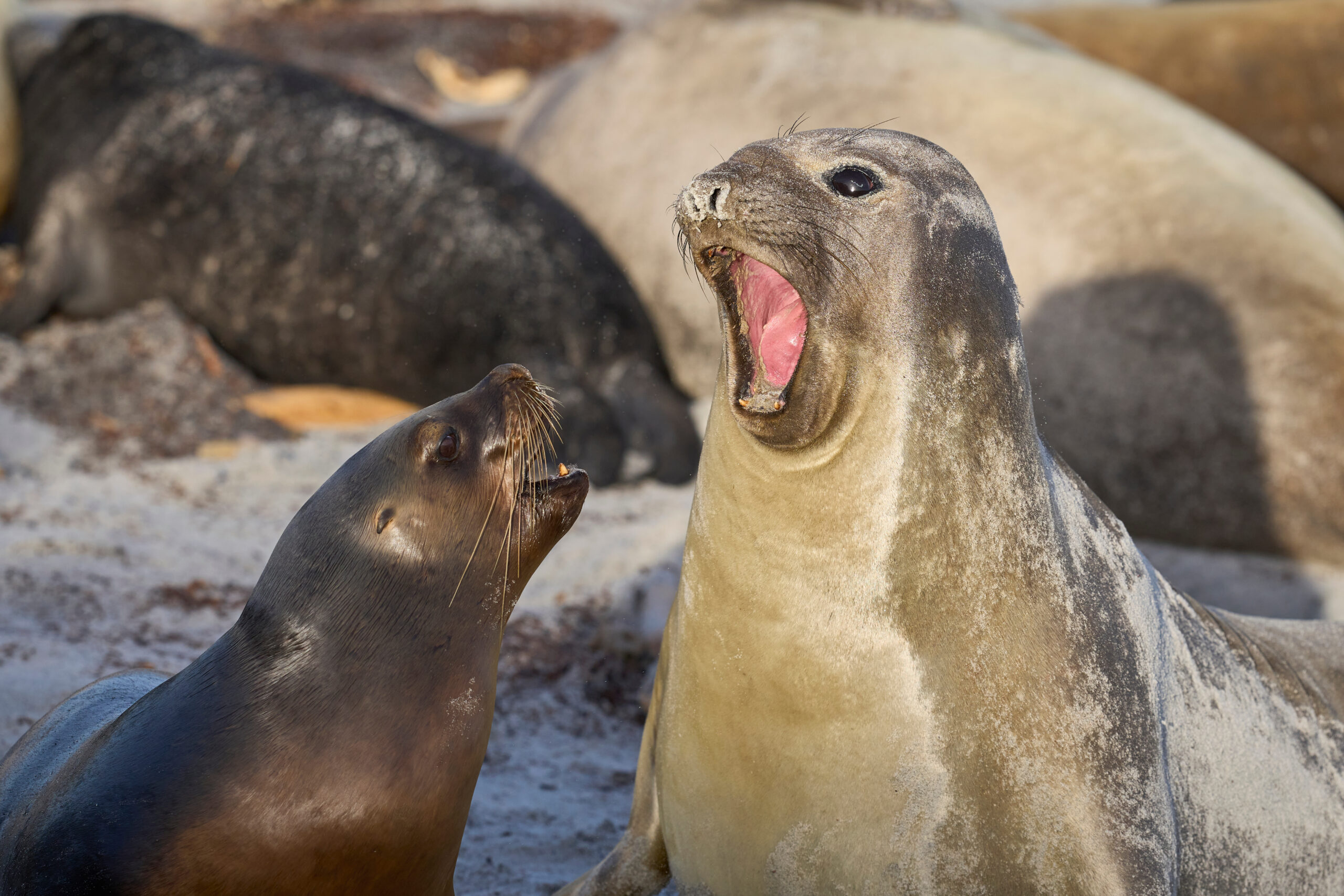 éléphant de mer austral tierra del fuego terre de feu chili mirounga leonina canaux de patagonie