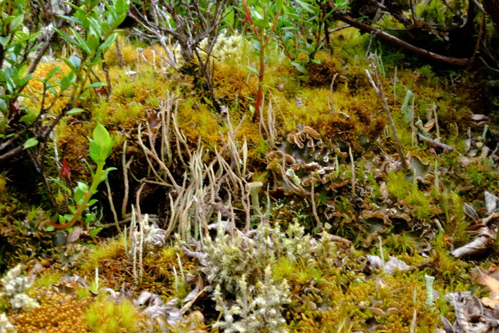 bryophytes mab unesco reserve de biosphere cap horn reserve naturelle forêt miniature omora