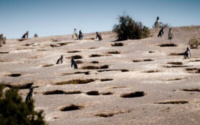 En Argentine, un massacre de manchots fait l’objet d’un procès inédit (Le Temps, 10/11/2024)