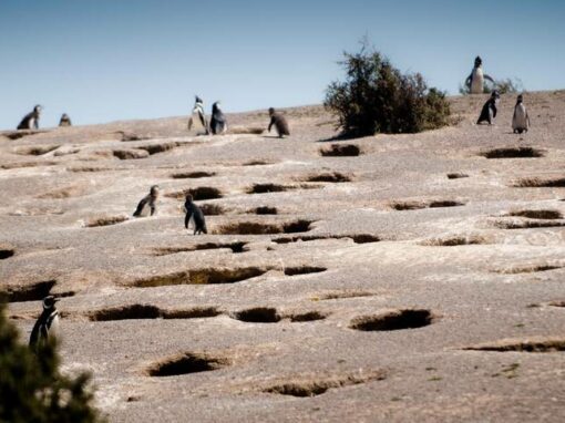 En Argentine, un massacre de manchots fait l’objet d’un procès inédit (Le Temps, 10/11/2024)