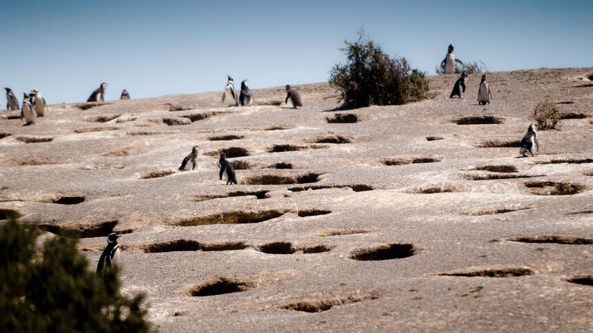 En Argentine, un massacre de manchots fait l’objet d’un procès inédit (Le Temps, 10/11/2024)
