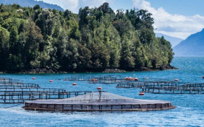 L’industrie du saumon détruit les fjords de la Patagonie chilienne (Le Temps, 25/11/2023)