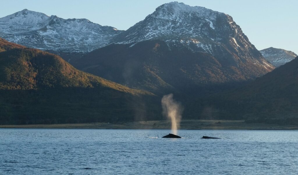 Whales in the Beagle Channel during the 2018 expedition (Karukinka Association)