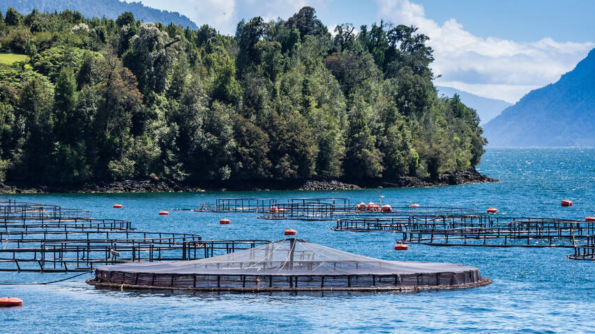 L’industrie du saumon détruit les fjords de la Patagonie chilienne (Le Temps, 25/11/2023)