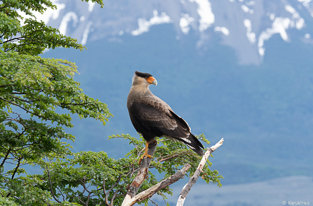 Les Oiseaux de Patagonie, habitants des forêts et montagnes de la Réserve de biosphère du cap Horn