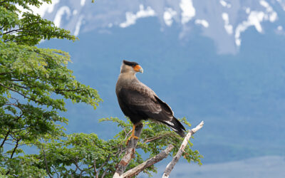Les Oiseaux de Patagonie, habitants des forêts et montagnes de la Réserve de biosphère du cap Horn