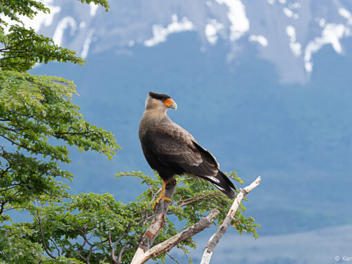 Les Oiseaux de Patagonie, habitants des forêts et montagnes de la Réserve de biosphère du cap Horn