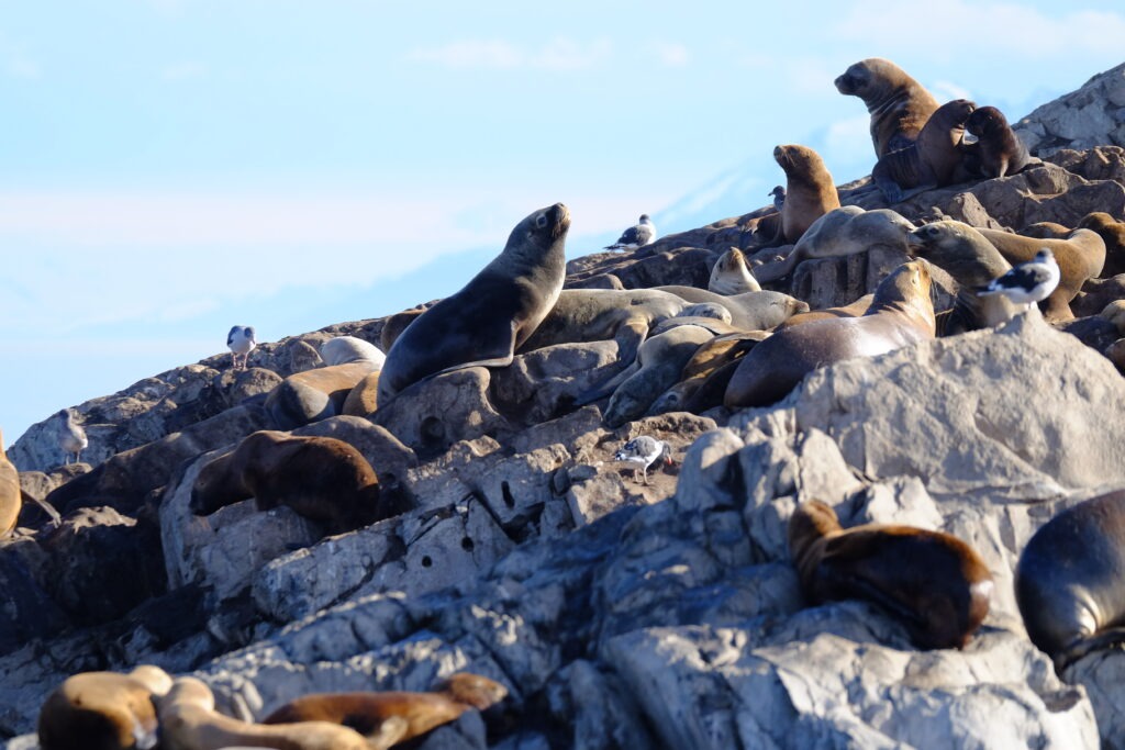otaries à fourrure canaux de patagonie biodiversite subantarctique patagonie chilienne