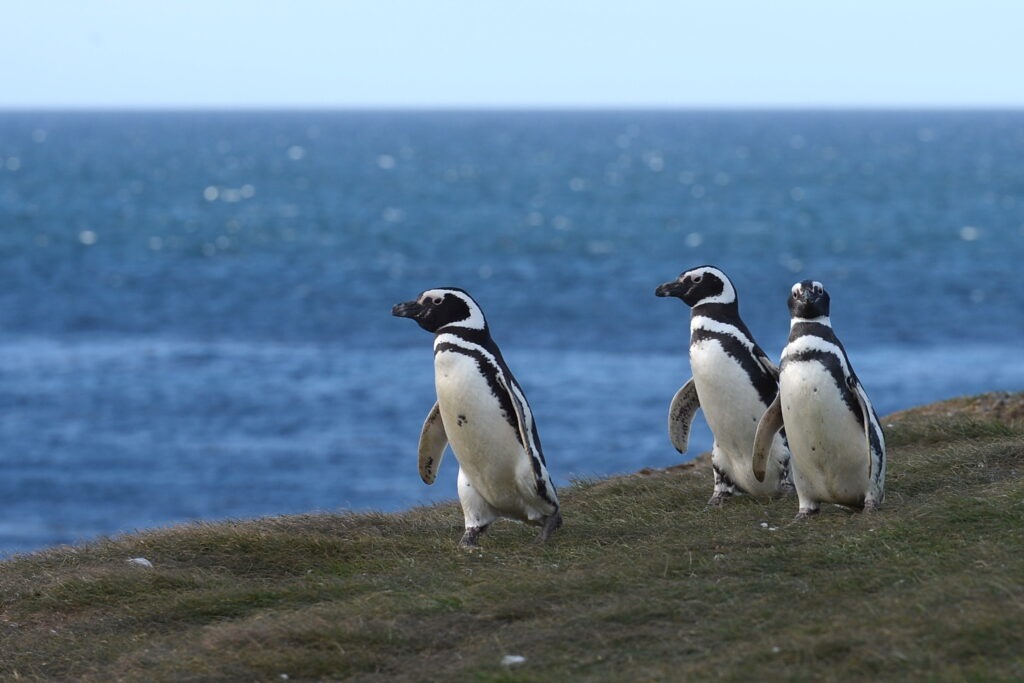 manchots de magellan ile magdalena