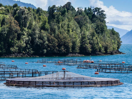 L’industrie du saumon détruit les fjords de la Patagonie chilienne (Le Temps, 25/11/2023)