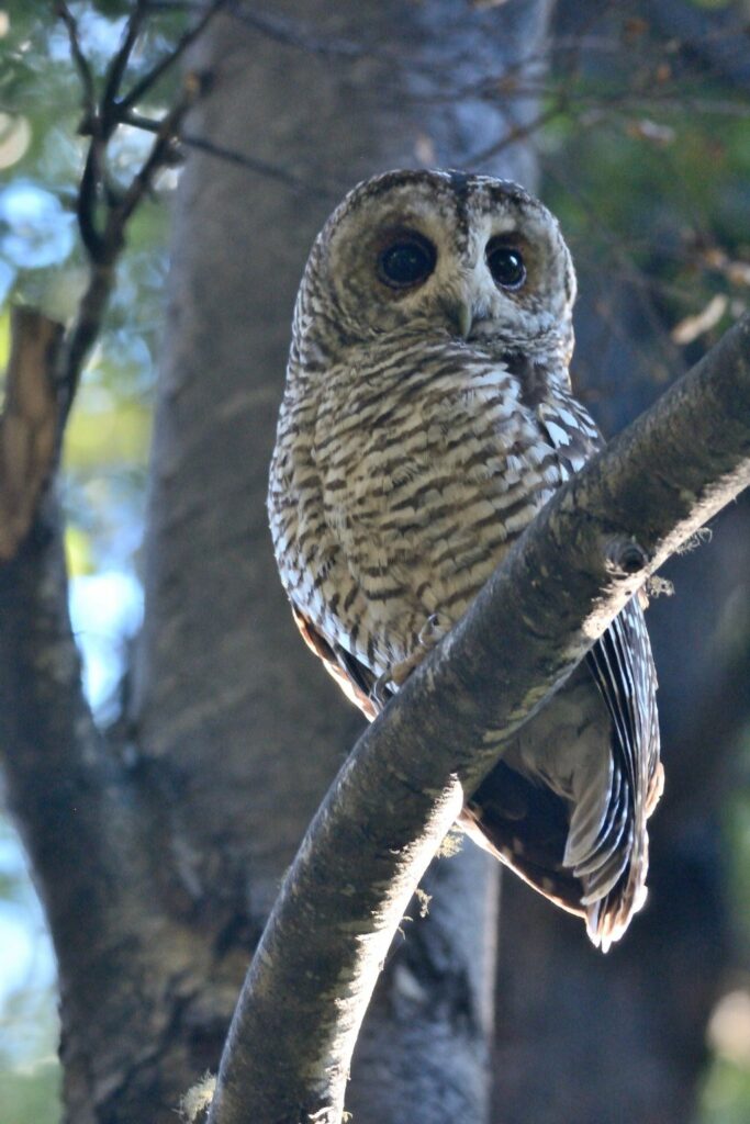 strix rufipes chouette masquée terre de feu patagonie chilienne