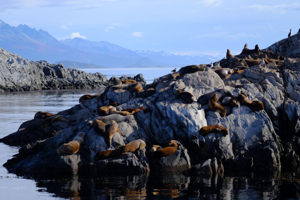Otaries à fourrure australes dans le canal Beagle 