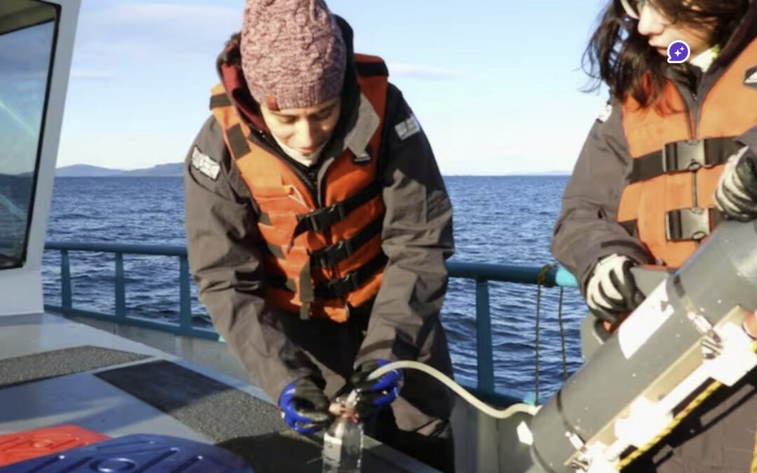 Le Conicet étudie le canal Beagle et ouvre la voie à la production industrielle de moules