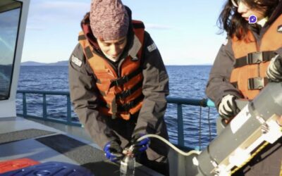 Le Conicet étudie le canal Beagle et ouvre la voie à la production industrielle de moules