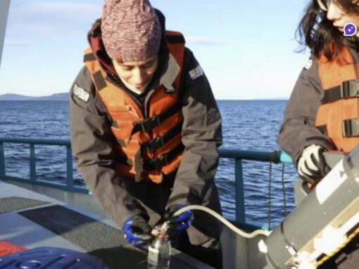 Le Conicet étudie le canal Beagle et ouvre la voie à la production industrielle de moules
