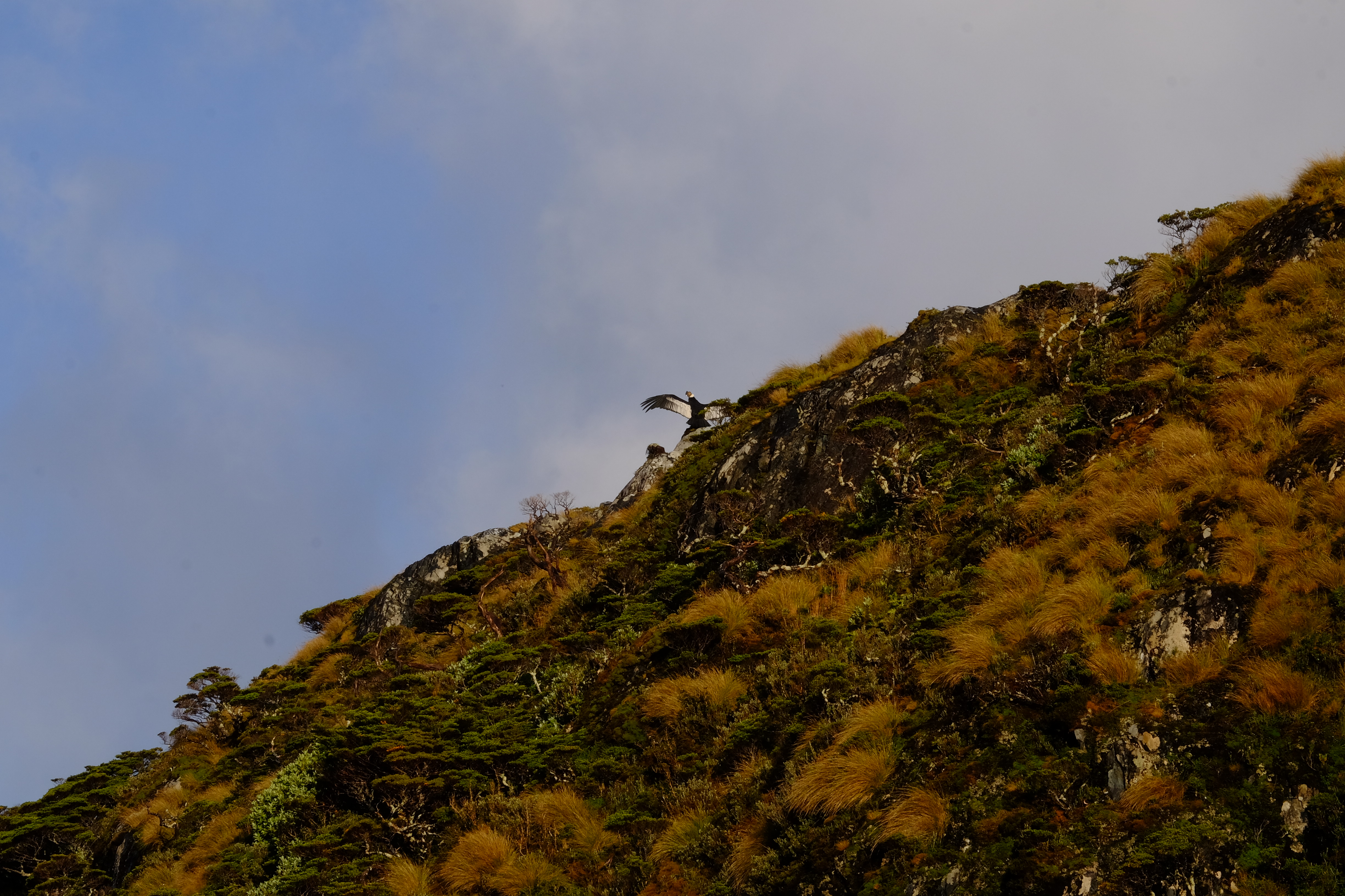 Le Condor des Andes : visiteur emblématique des écosystèmes terrestres et marins au sud de la Patagonie