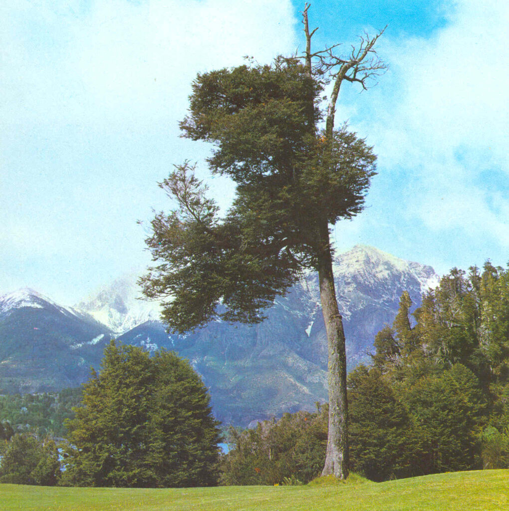 coigue nothofagus dombeyi spécimen adulte