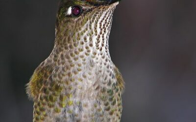 Une histoire yagan : le colibri (Omora ou Sámakéar)