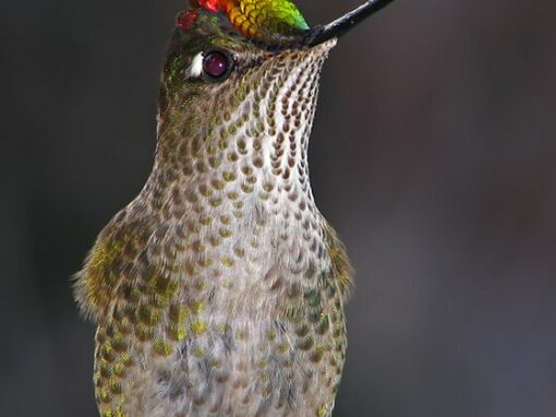 Une histoire yagan : le colibri (Omora ou Sámakéar)