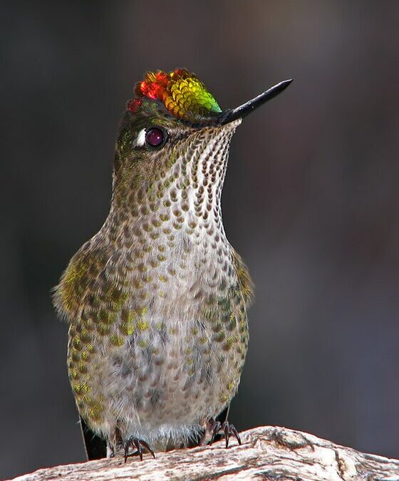 Une histoire yagan : le colibri (Omora ou Sámakéar)