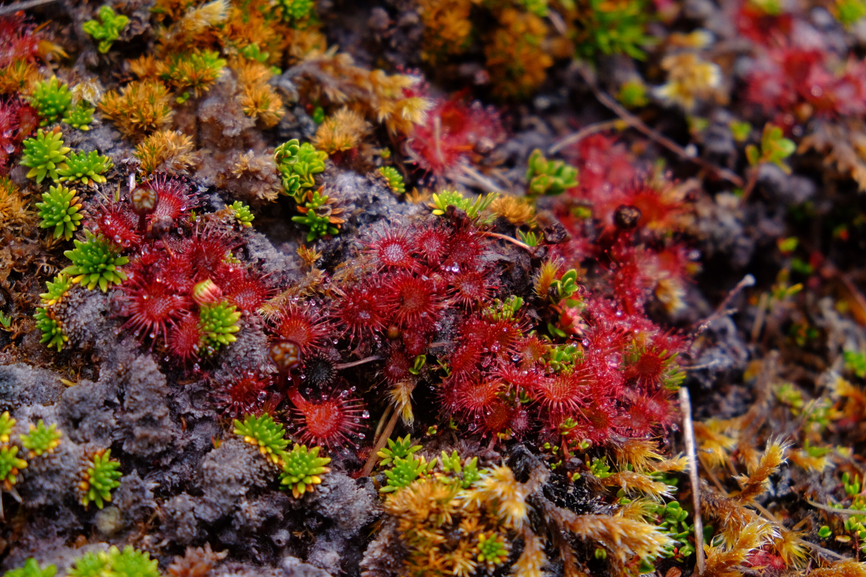 Portrait d’une carnivore miniature : la Drosera uniflora