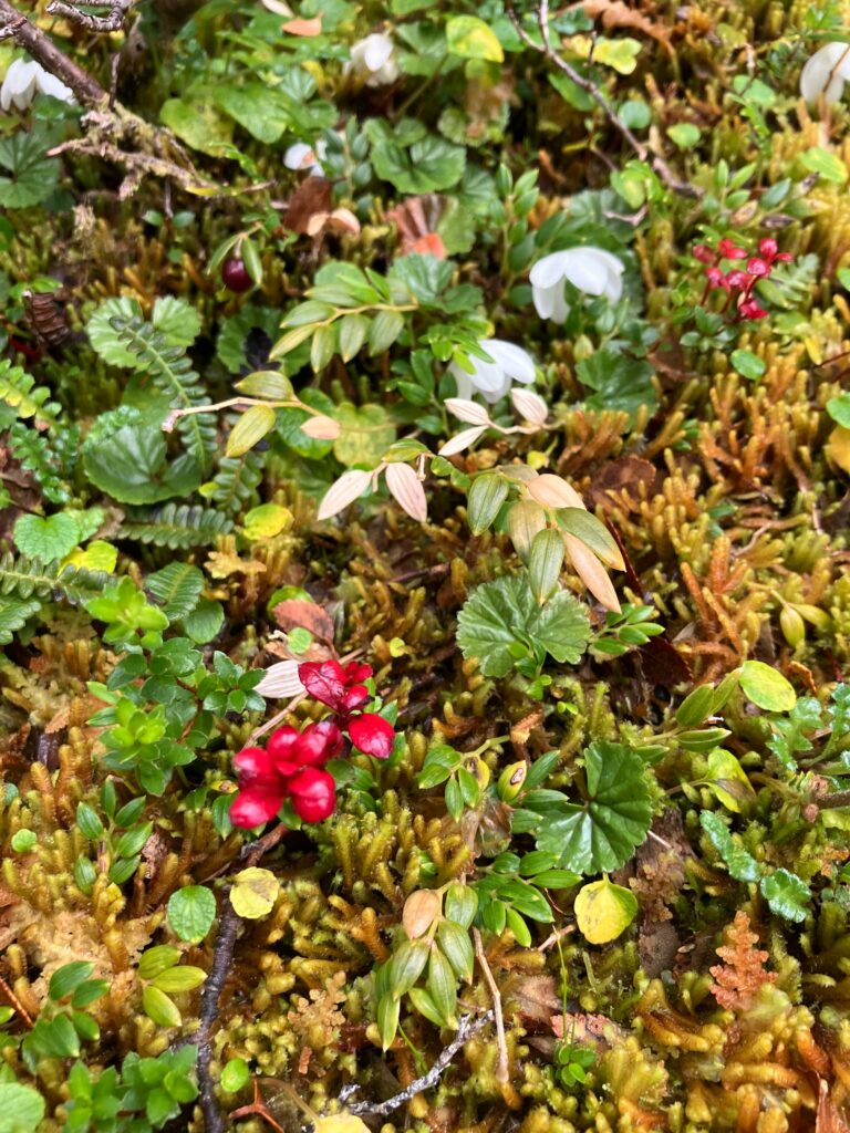 Gunnera magellanica, Lepidozia chordulifera et Blechnum pennamarina