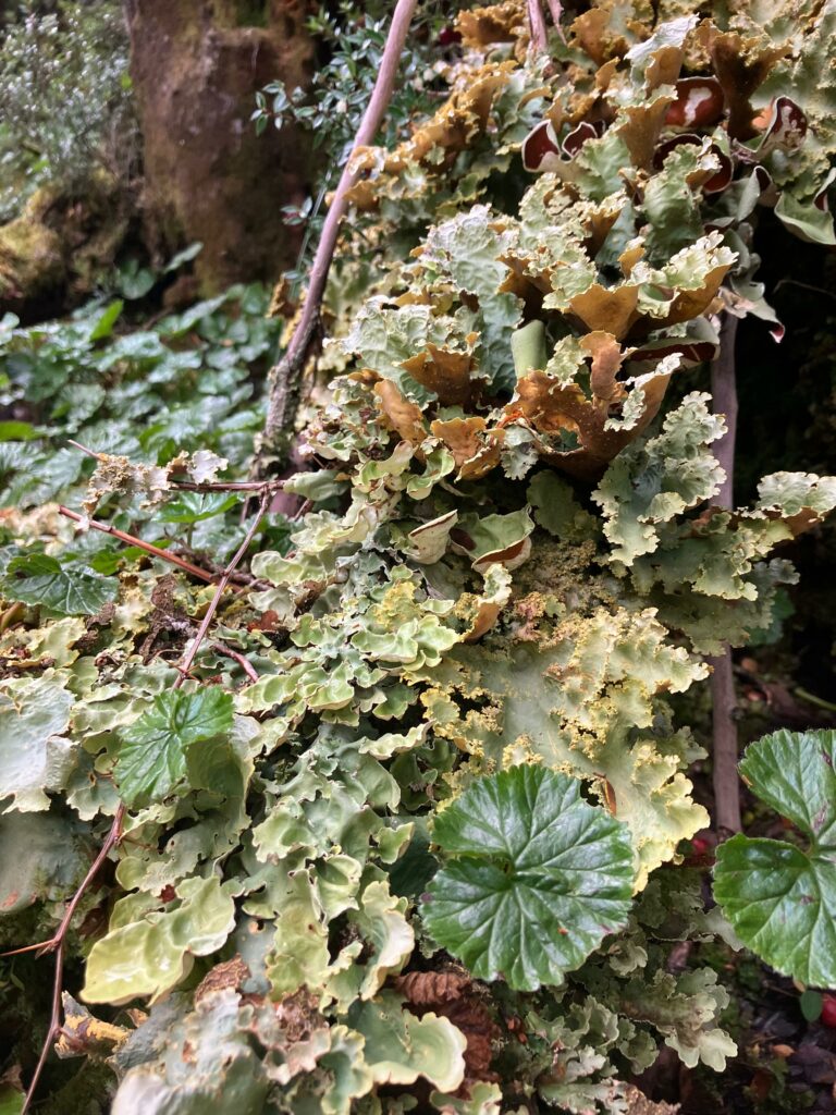 Gunnera magellanica -Pseucyphellaria flavicans et coriifolia - Nephroma antarcticum