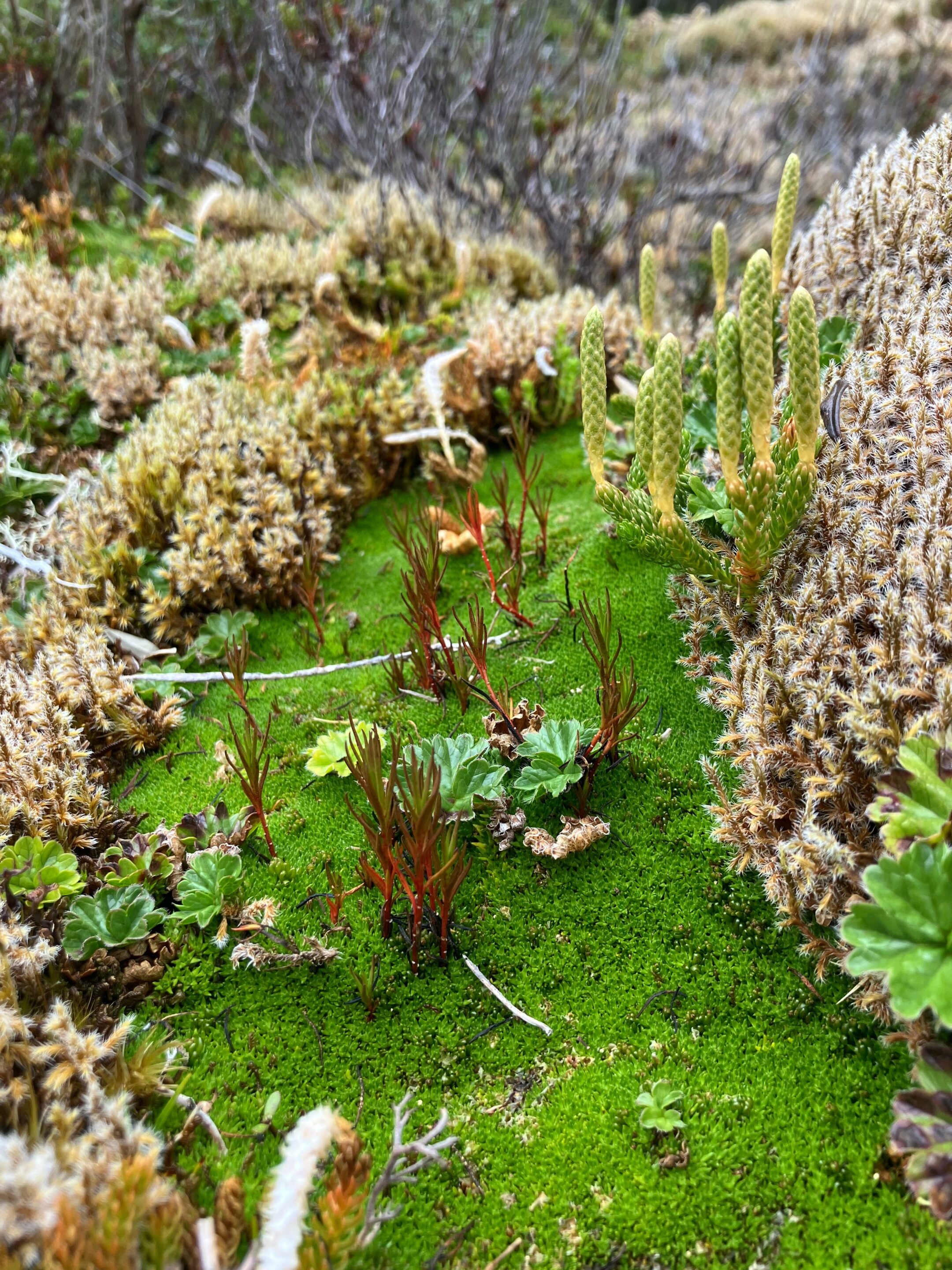 Lypocodium s.l. bryophytes, baie Tres Brazos, Réserve de biosphère du cap Horn, expédition Karukinka